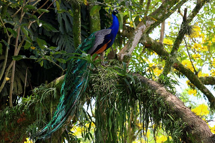 Peacock at Hacienda Venecia