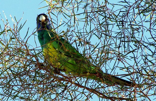 Yellow Ring-Necked Lorikeets