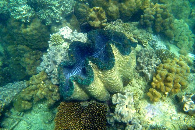 Giant Clam