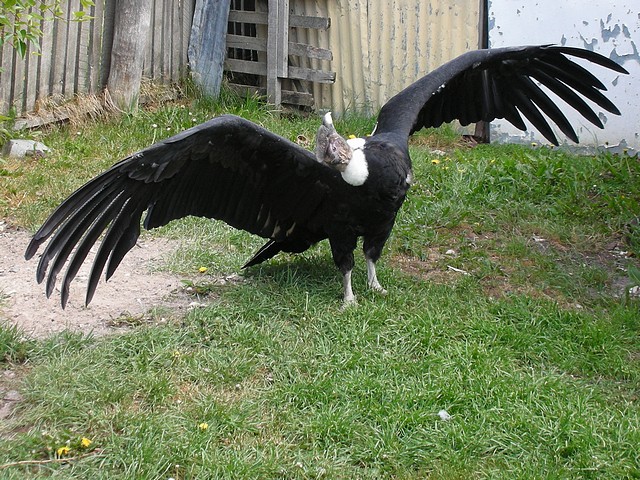Panchito the Condor
