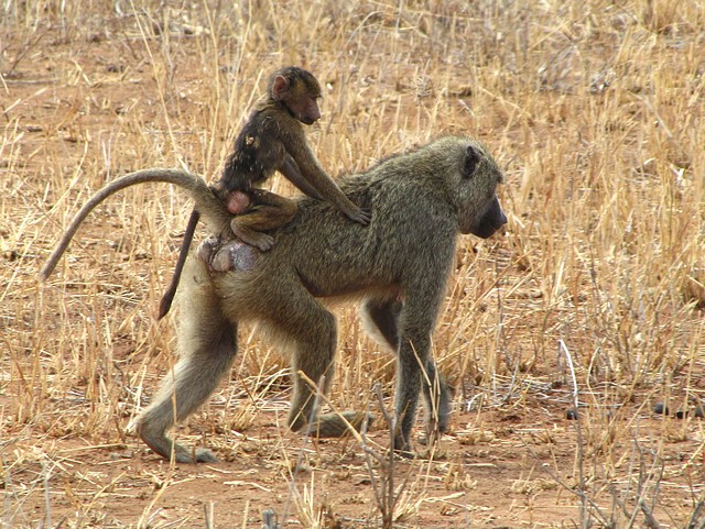 Yellow Baboons