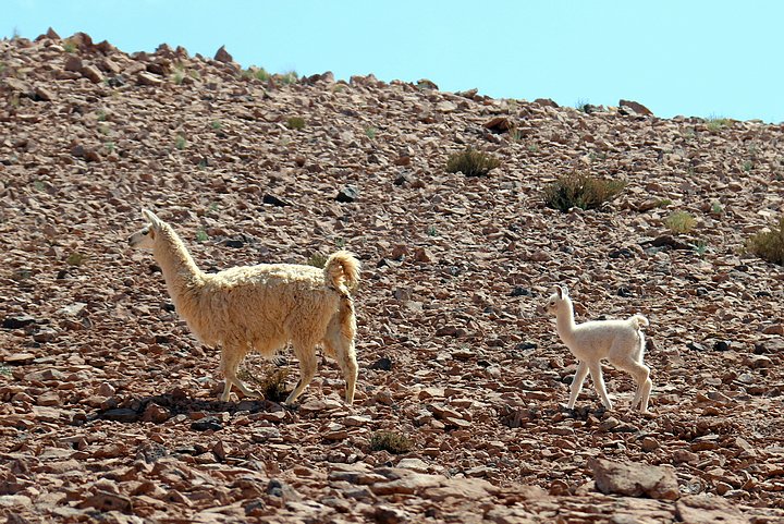 Llama & Her Baby Cria