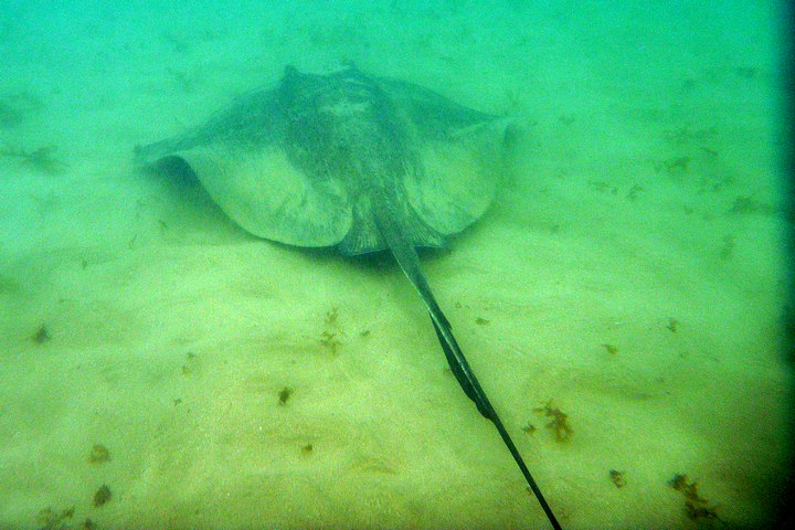 Stingray
