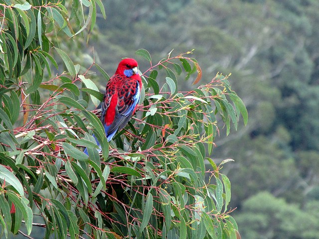 Crimson Rosella