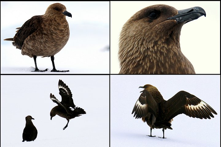Curious Skua