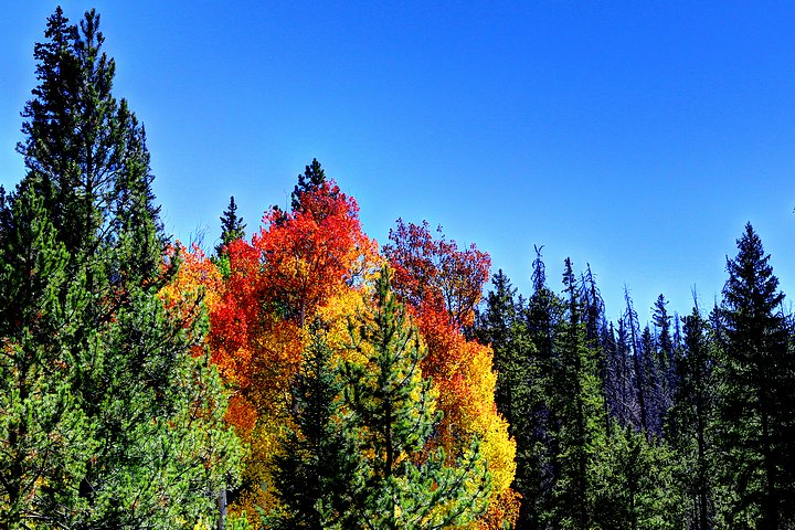 Aspen Glow