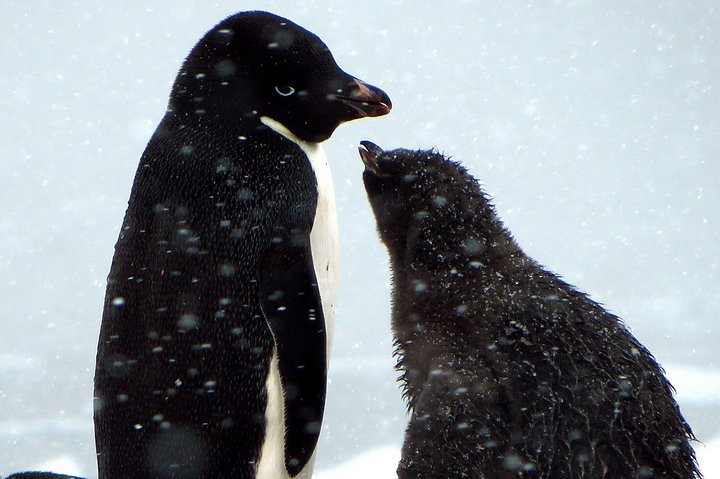 Adélie Penguin and Chick