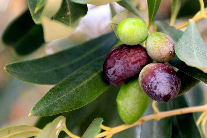 Olives
