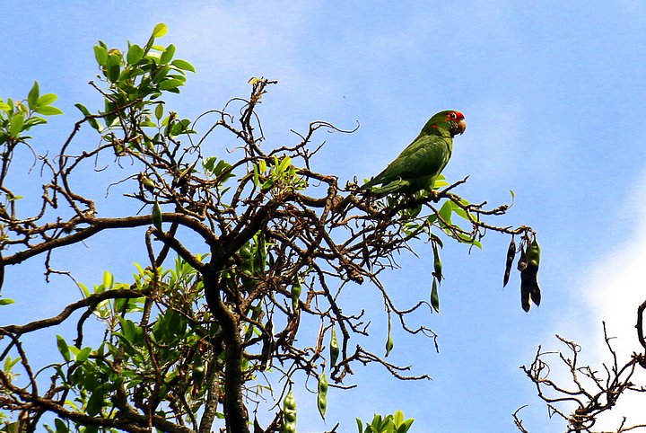 Scarlet Fronted Parakeet