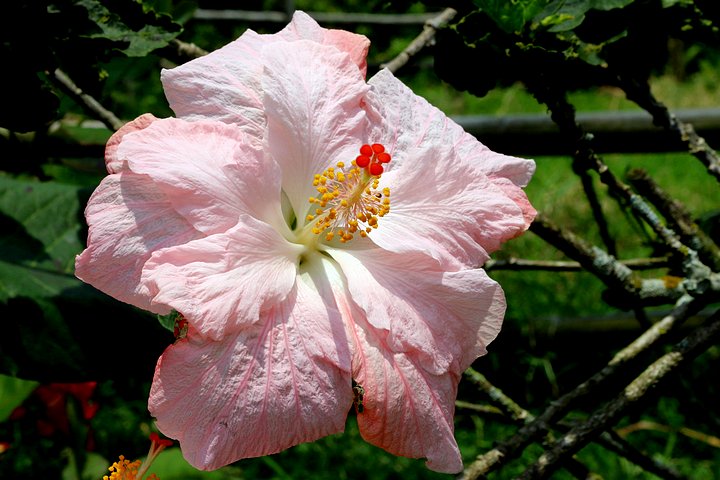 Flowers of Colombia