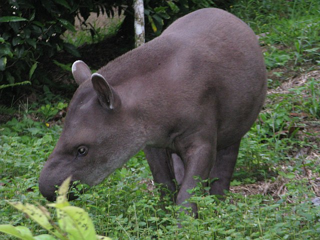 Tapir