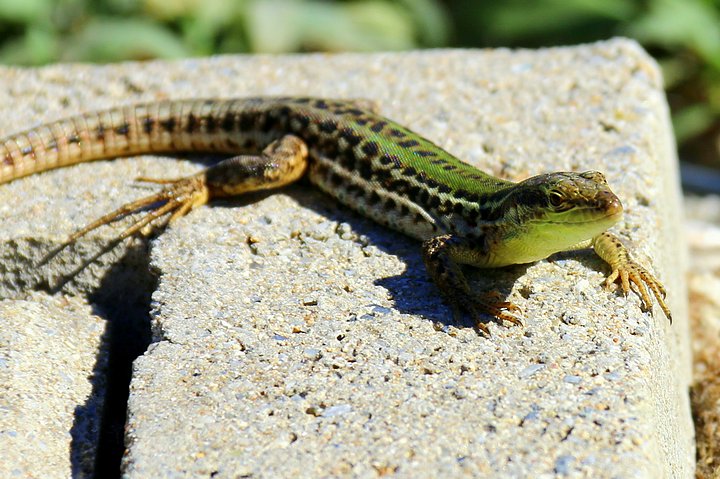 Gecko in the Sun