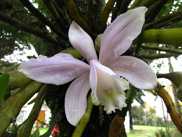 Orchid