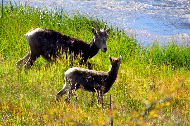 Bighorn Ewe and Lamb