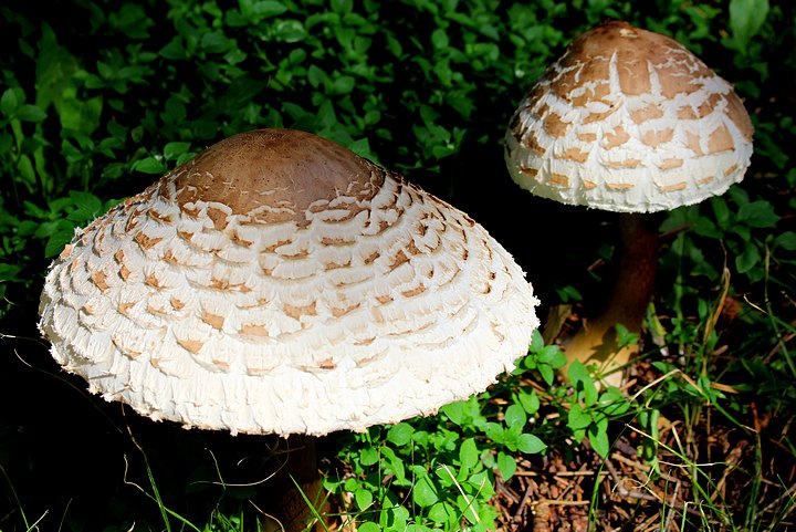 Parasol Mushroom