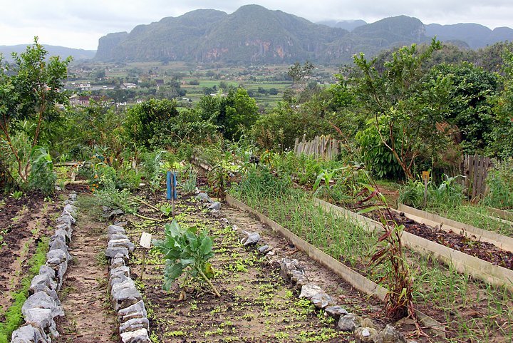 Casa de Confienza Organic Gardens
