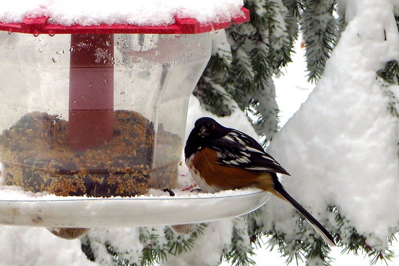 Towhee