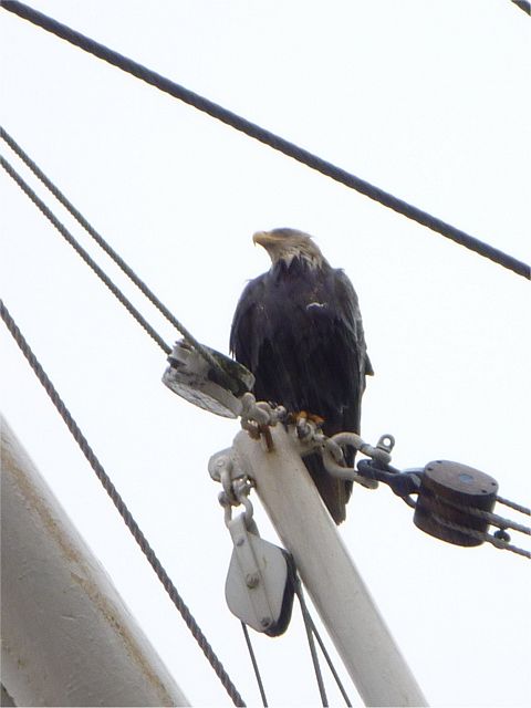 Bald Eagle
