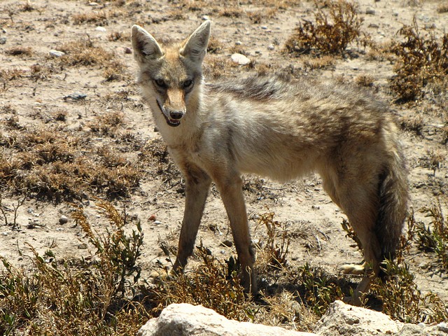 Golden Jackal