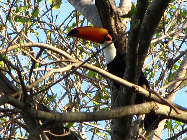 Toco Toucan