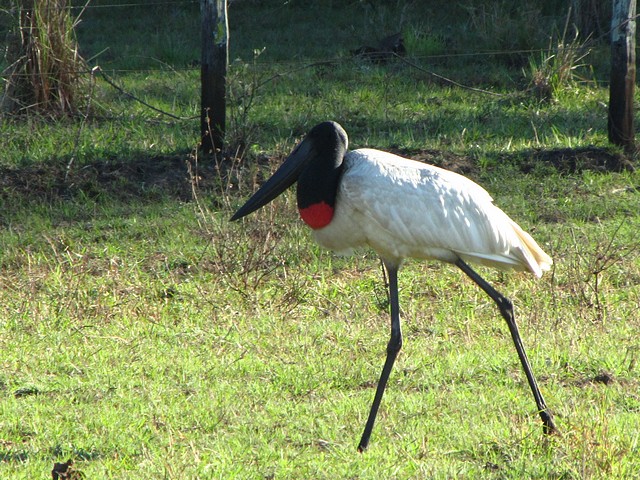 Jabiru Stork (bird of the Pantanal)