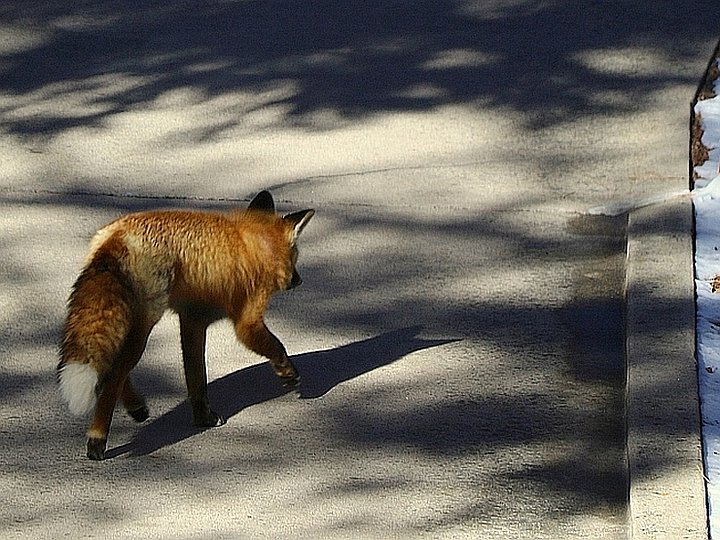 Red Fox