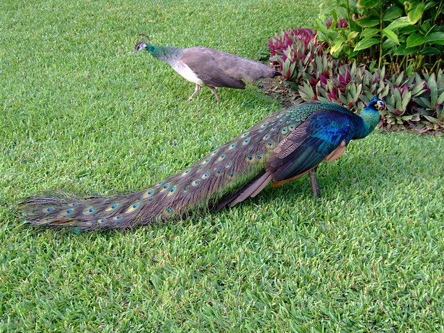 Peacocks