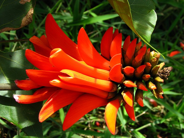 Flower of Chile 
