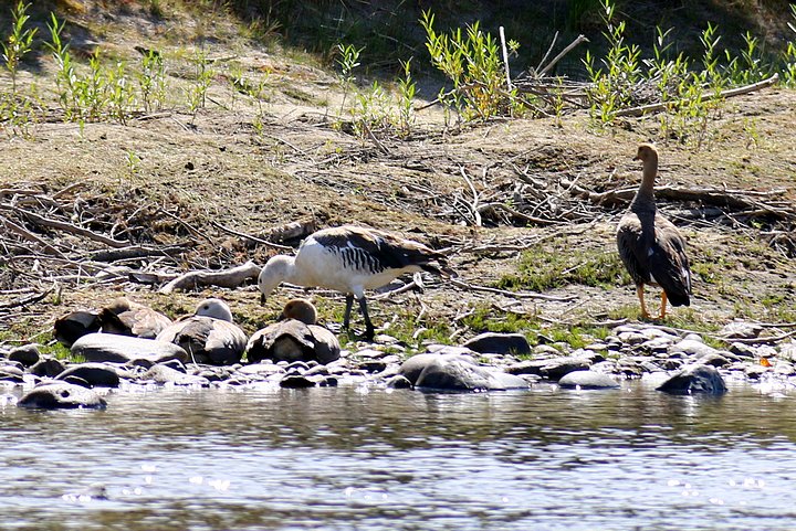 Upland or Magellan Geese