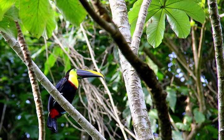 Toucan