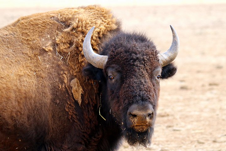 Vanishing Breed