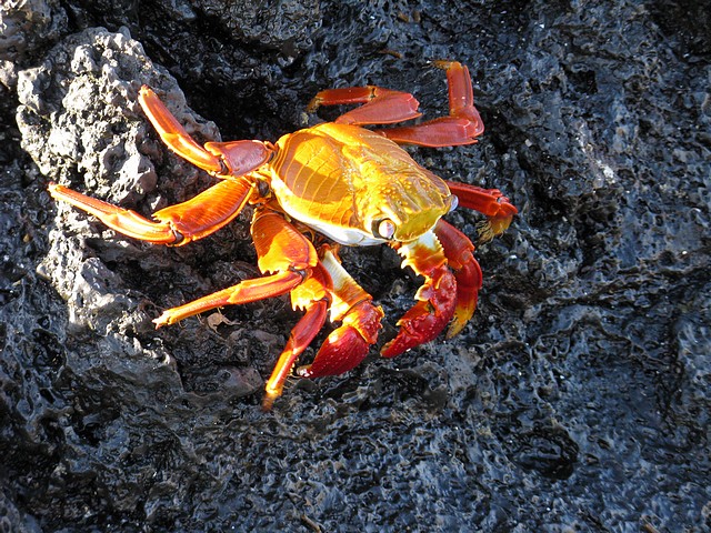 Sally Lightfoot Crab