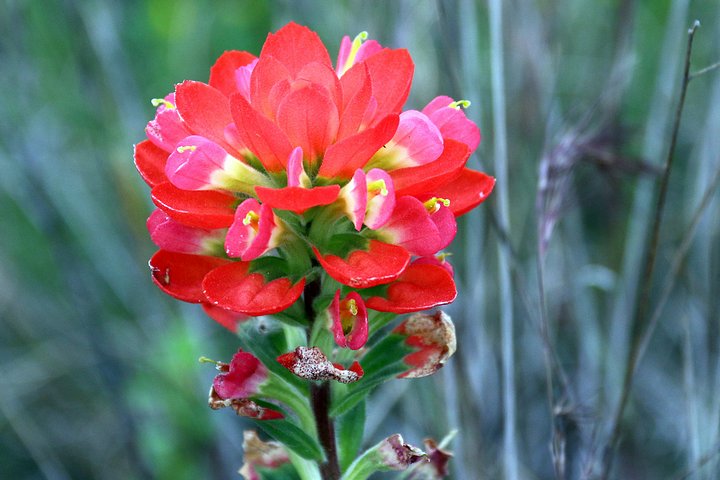 Texas Indian Paintbrush