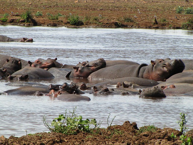 Hippo Pool