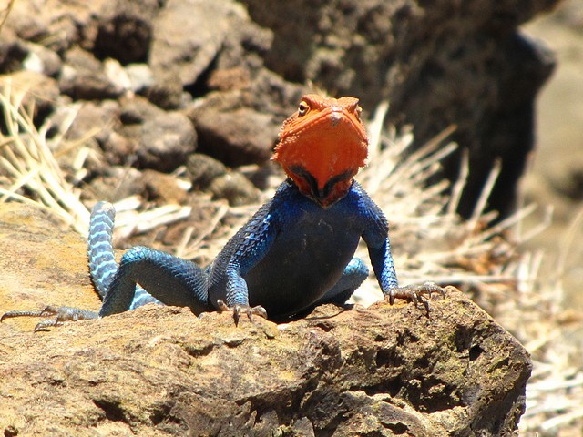 Agana Lizard