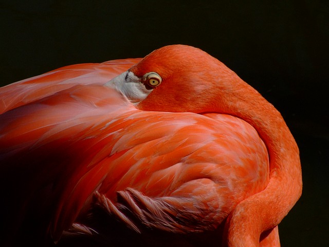 Flamingo Sleeping