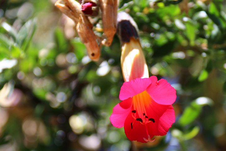 The Bolivian National Flower: Kantuta