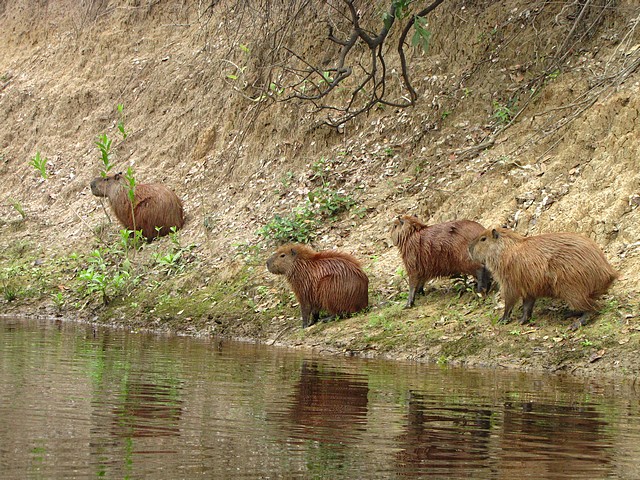 Capibara