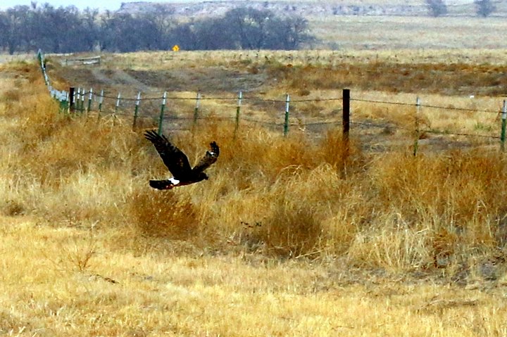 Common Black Hawk