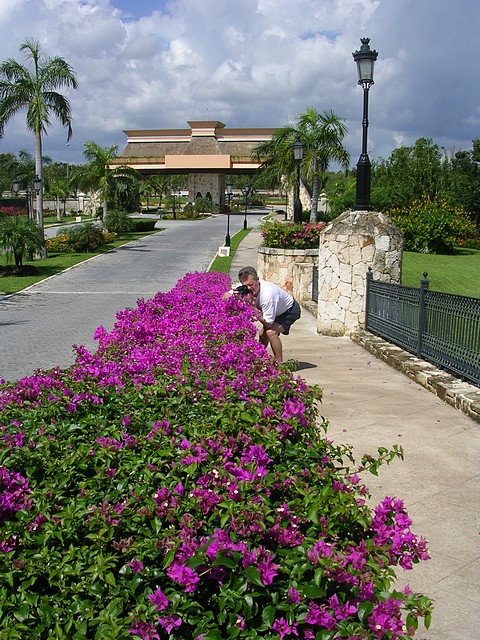 Drive and Bougainvillea