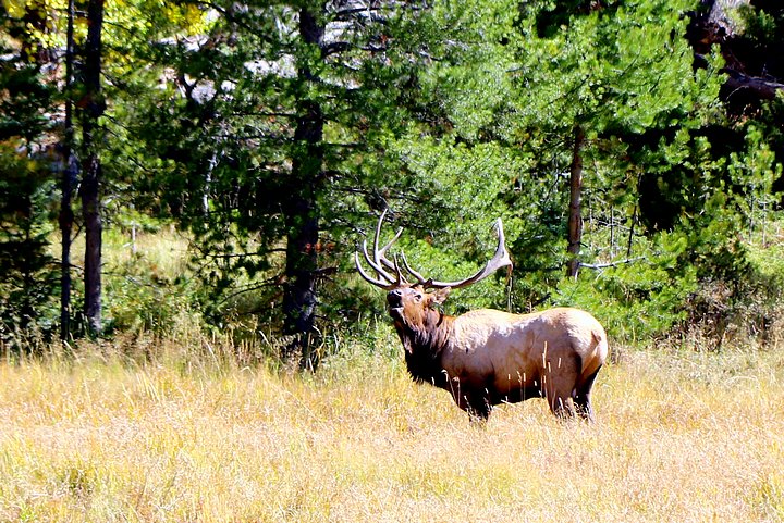 Bugling Elk