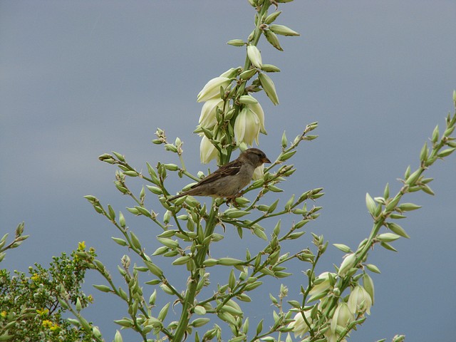 Yucca Plant in Arizona