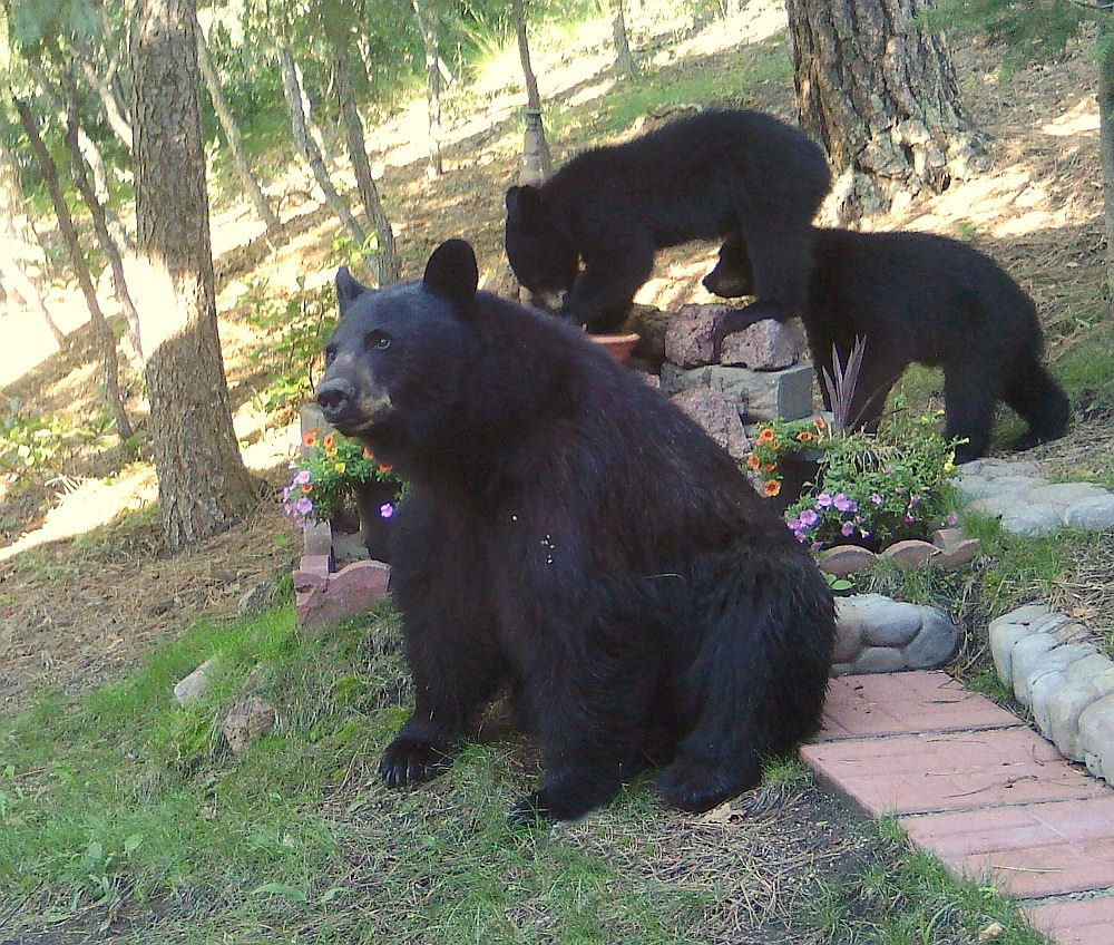 Mom and Cubs