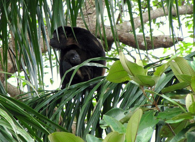 Howler Monkey and Baby