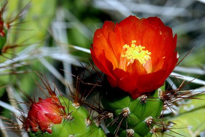 Cactus of Peru & Bolivia