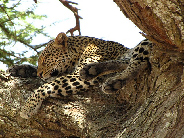 Leopard