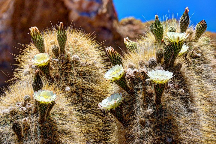 Cactus of Peru & Bolivia