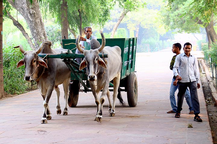 Brahma Cart and Driver