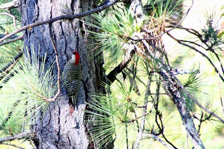 West Indian Woodpecker