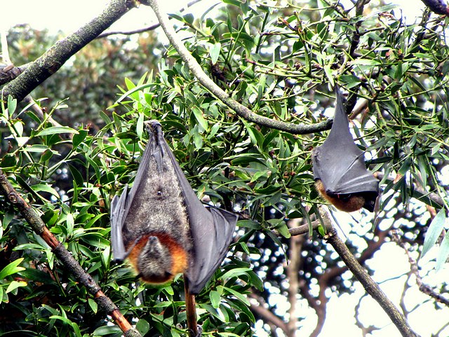 Gray-Headed Flying Fox Bats